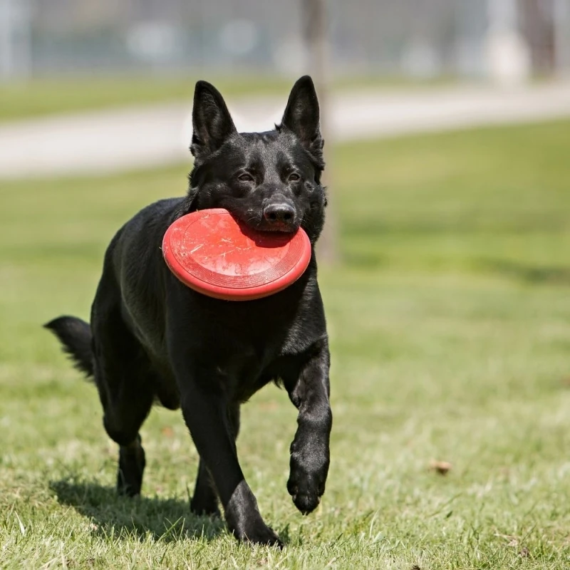 fressnapf KONG Frisbee rot S Meist gekauft