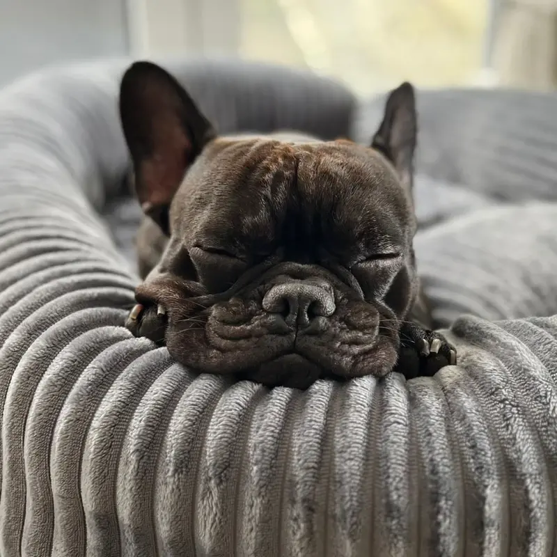 fressnapf Wallace & Jones Hundebett Cordo dunkelgrau S Saisonale Angebote