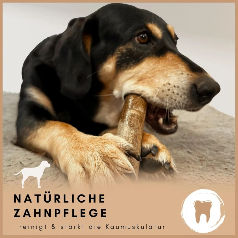 fressnapf Supravit Olivenholz – Robustes Kauspielzeug für Hunde XS Online Outlet