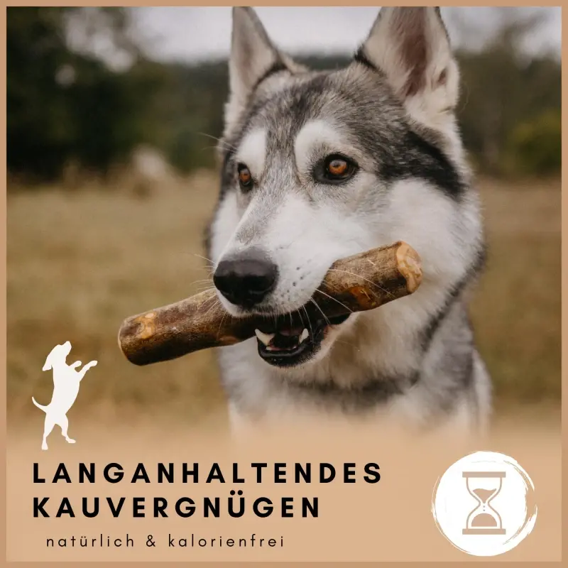 fressnapf Supravit Olivenholz – Robustes Kauspielzeug für Hunde XS Online Outlet
