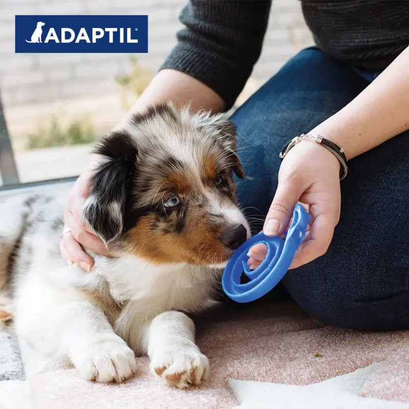 fressnapf ADAPTIL Junior Halsband Anti Stress Erziehungshalsband Im Verkauf