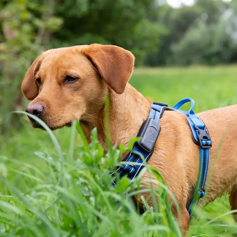 fressnapf Fressnapf GPS-Tracker für Hunde grau Limitierter Zeitrabatt