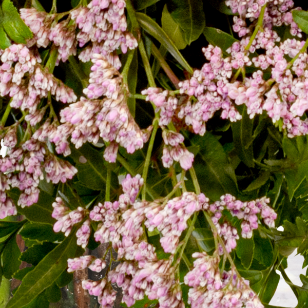 floraprima Premiumstrauß Farbenfreude mit Premiumvase & Ferrero Giotto 3er Weihnachtsangebot
