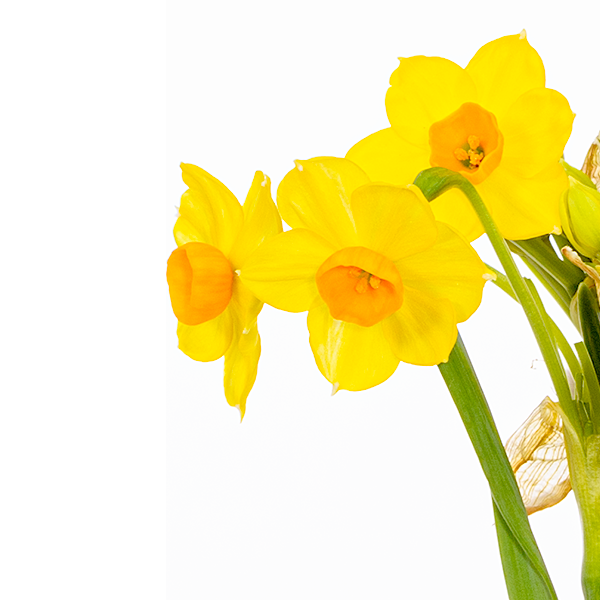 floraprima Blumenarrangement Narzissentraum