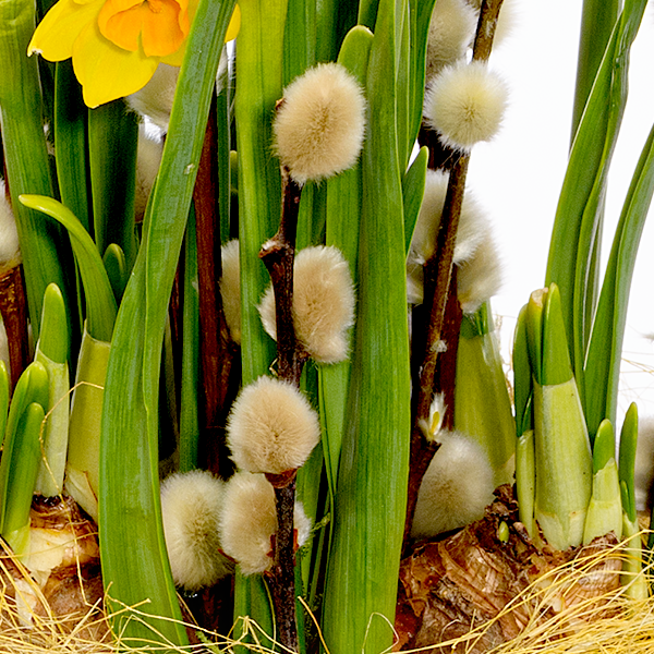 floraprima Blumenarrangement Narzissentraum Große Rabatte