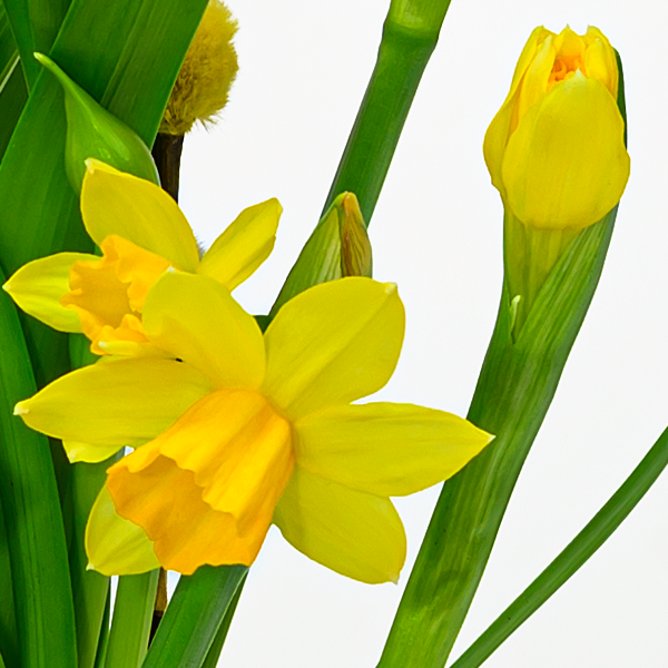 floraprima Arrangement Frühlingshauch