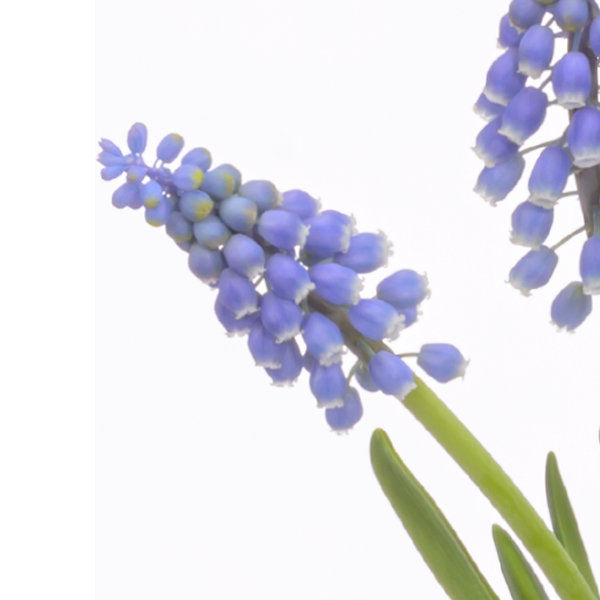 floraprima Traubenhyazinthen im Korb Bestseller