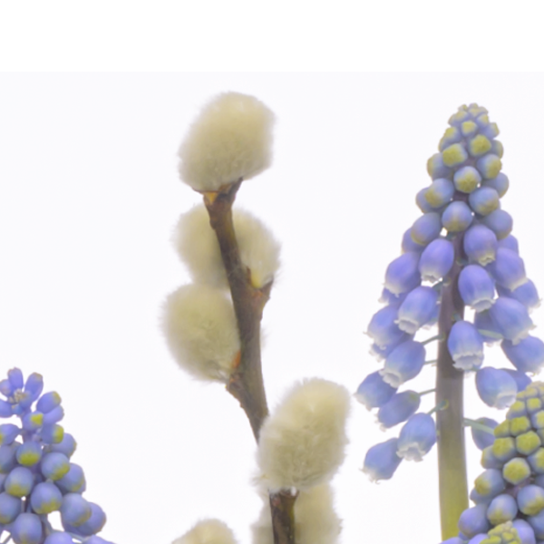 floraprima Traubenhyazinthen im Korb Bestseller