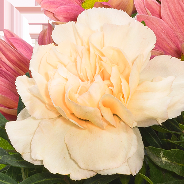 floraprima Blumenstrauß Frühlingsmorgen mit Vase & Ferrero Giotto 3er Räumungsverkauf
