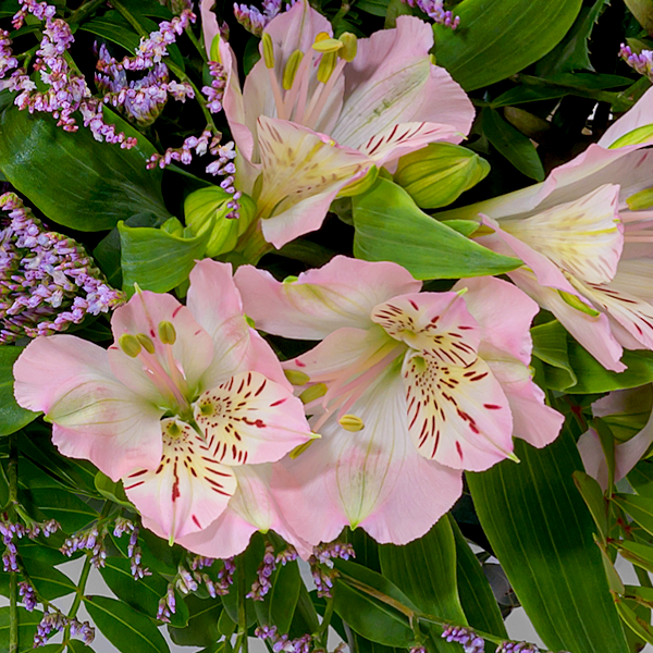 floraprima Blumenmix Kleiner Dank mit Ferrero Giotto 3er Super Sparpreis
