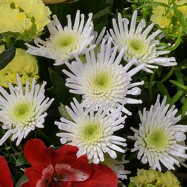 floraprima Blumenstrauß Frühlingswind mit Vase & Ferrero Giotto 3er Letzte 3 Tage