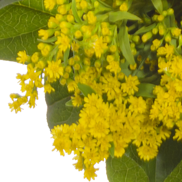 floraprima Blumenstrauß Frühlingssonne mit Vase & Ferrero Giotto 3er Bis zu 50% Rabatt