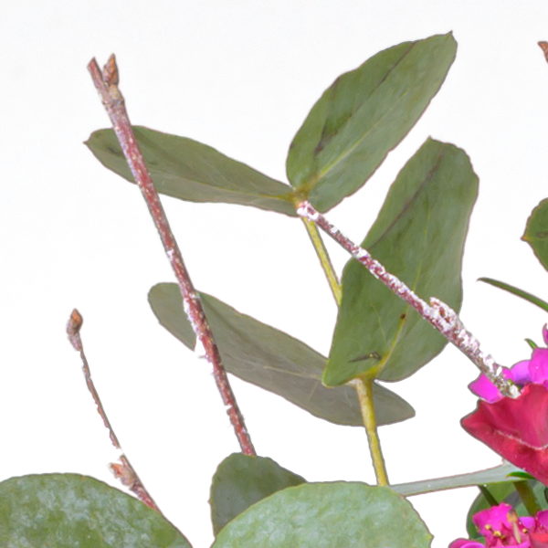floraprima Blumenstrauß Sensation mit Vase