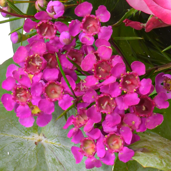 floraprima Blumenstrauß Sensation mit Vase Black Friday Preise