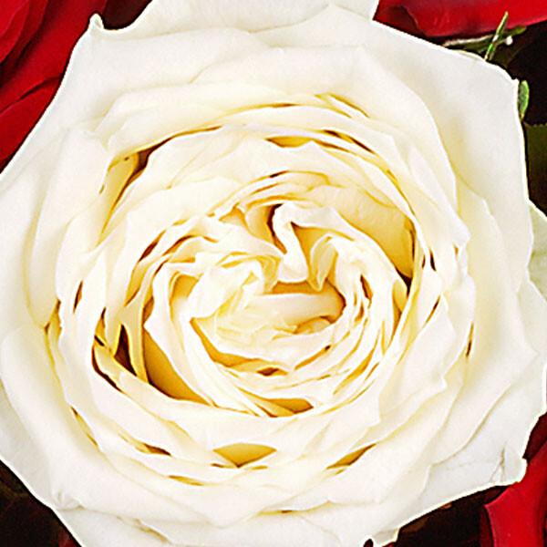 floraprima Rosenstrauß mit Vase Nur für Dich