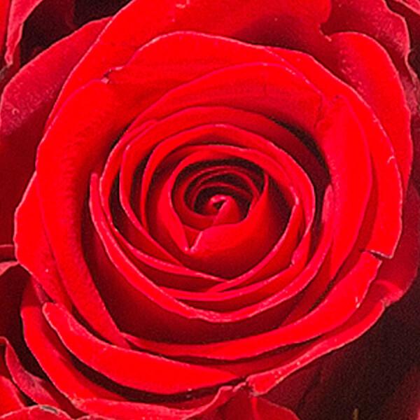 floraprima Rosenherz Ti Amo
