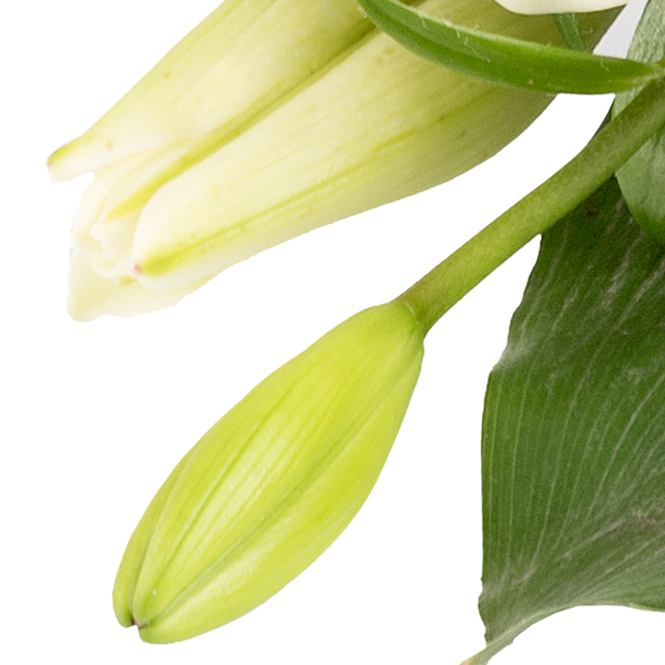 floraprima Liegestrauß Liebevoller Gruß