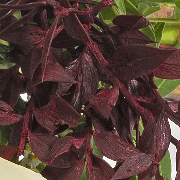 floraprima Liegestrauß in Weiß und Rot Versandkostenfrei