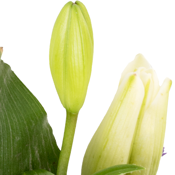 floraprima Trauerkranz in Weiß und Lila