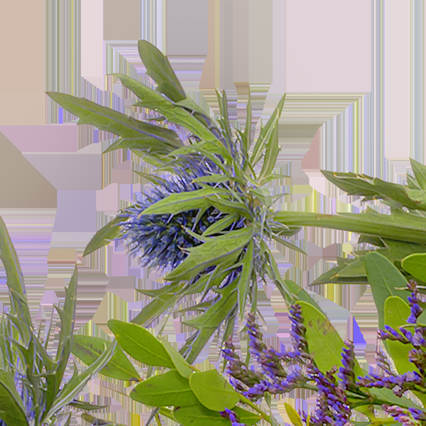 floraprima Liegestrauß Verbundenheit Top Angebot
