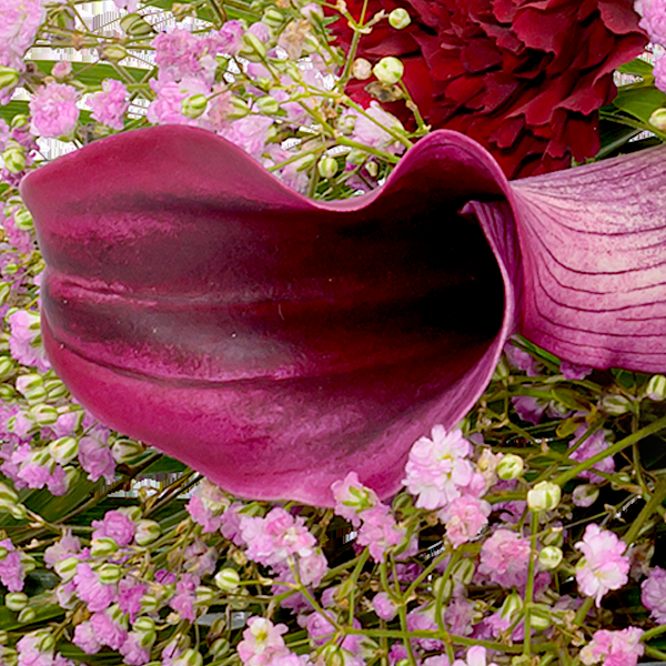 floraprima Liegestrauß In Liebe Neueste Mode
