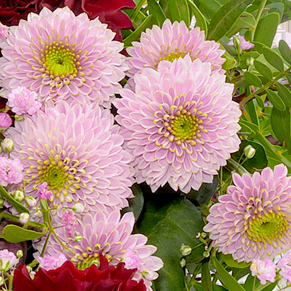 floraprima Liegestrauß In Liebe Neueste Mode