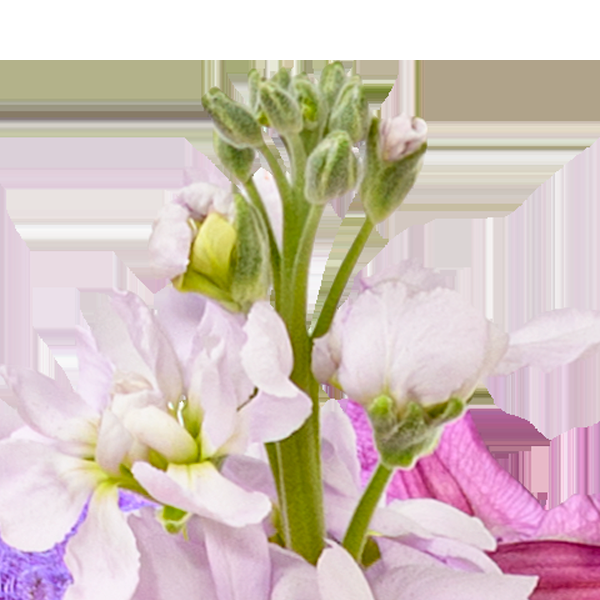 floraprima Premiumstrauß Blütensensation mit Premiumvase & Ferrero Giotto 3er Kostenlose Rückgabe