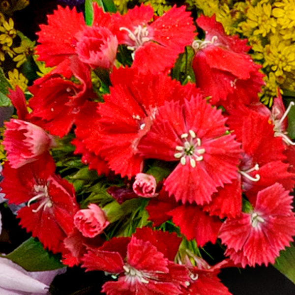 floraprima Premiumstrauß Blütensensation mit Premiumvase & Ferrero Giotto 3er Kostenlose Rückgabe