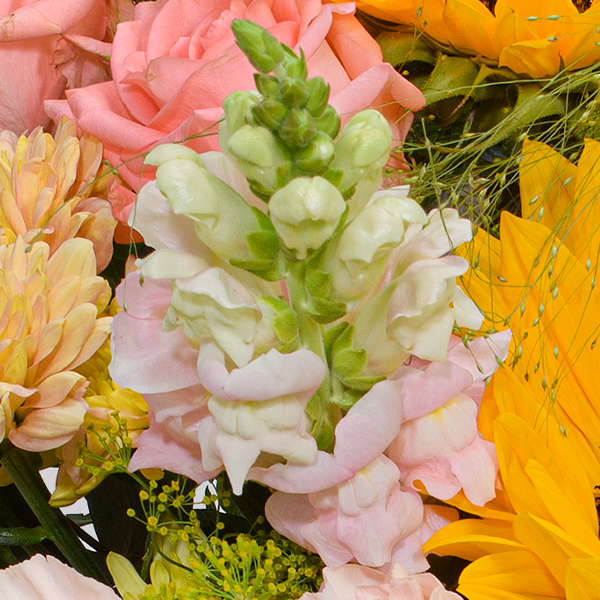 floraprima Premiumstrauß Prachtvoll mit Premiumvase & Ferrero Giotto 3er Letzte 2 Tage