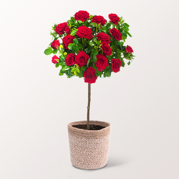 floraprima Rotes Rosenstämmchen mit Ferrero Giotto 3er Muttertagsangebot