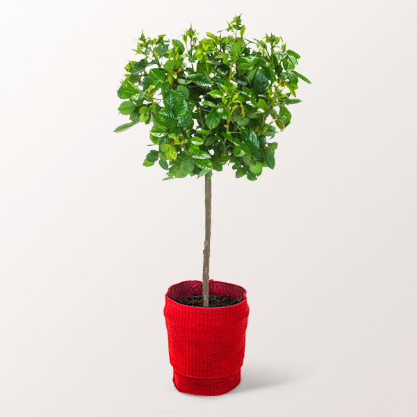 floraprima Rotes Rosenstämmchen mit Ferrero Giotto 3er Muttertagsangebot