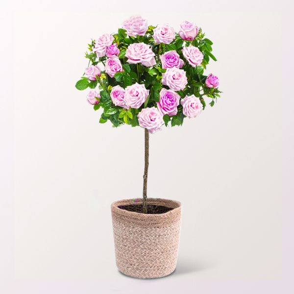 floraprima Rosa Rosenstämmchen mit Ferrero Giotto 3er