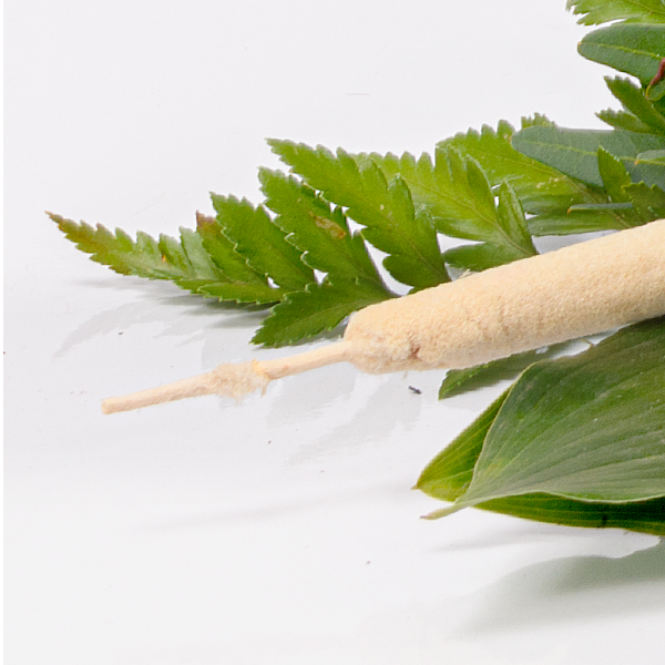 floraprima Liegestrauß in Weiß