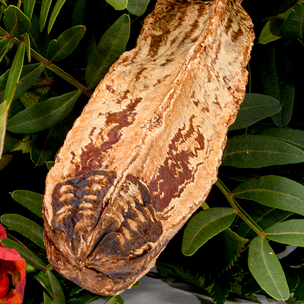 floraprima Liegestrauß Ruhe sanft