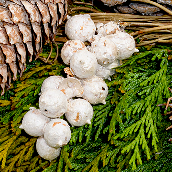 floraprima Trauerkranz Nie vergessen Online Outlet