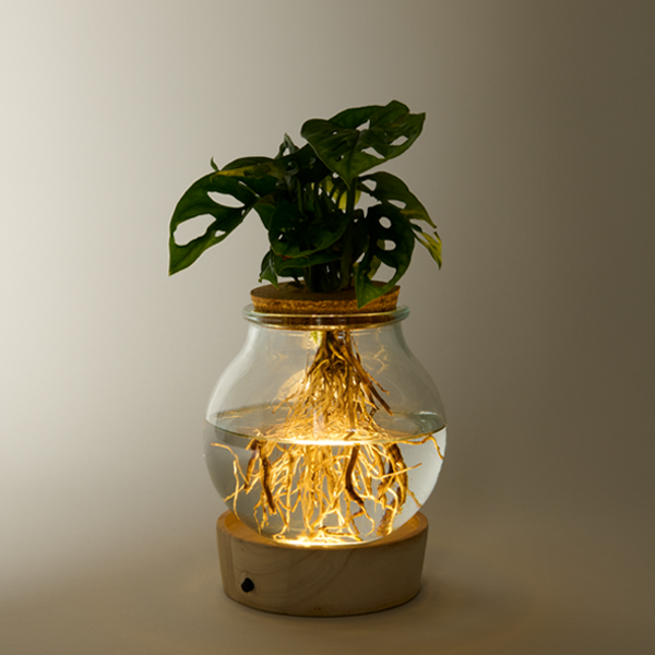 floraprima Waterplant Monstera mit LED-Licht Neuheiten