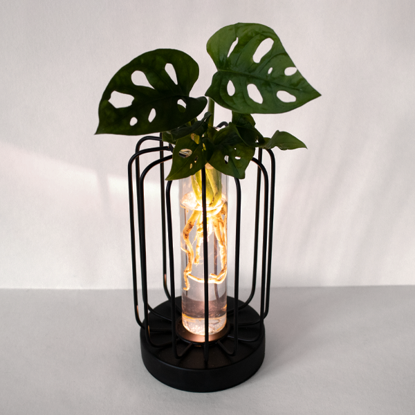 floraprima Waterplant Monstera im runden Metallgefäß Bestseller