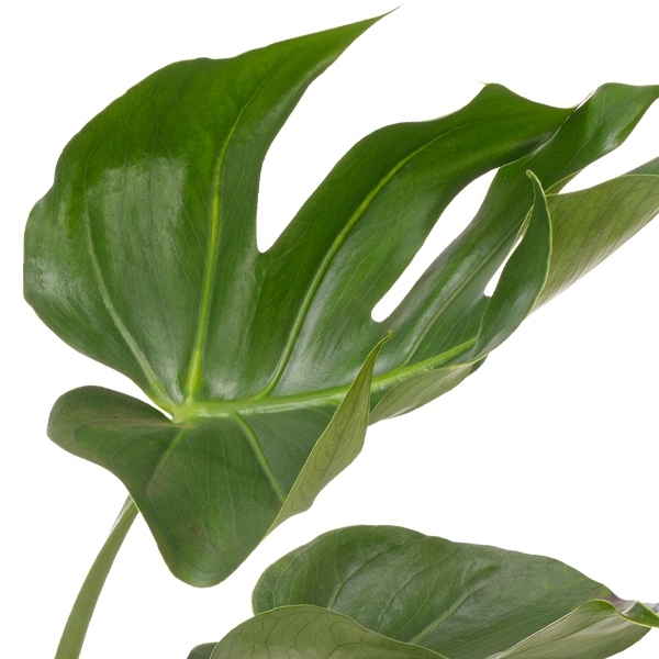 floraprima Monstera Deliciosa Räumungsverkauf