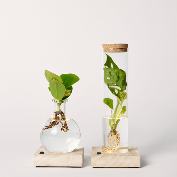 floraprima 2er-Set Waterplants mit LED-Lichtern Kauf eins, bekomm eins gratis