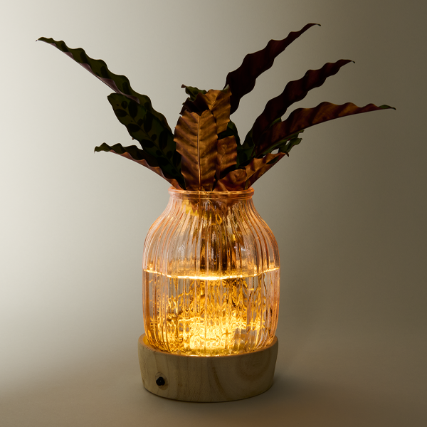 floraprima Waterplant Calathea mit LED-Licht Tägliche Deals