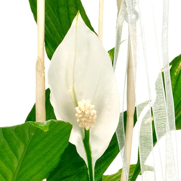 floraprima Große Friedenslilie Riesige Ersparnisse
