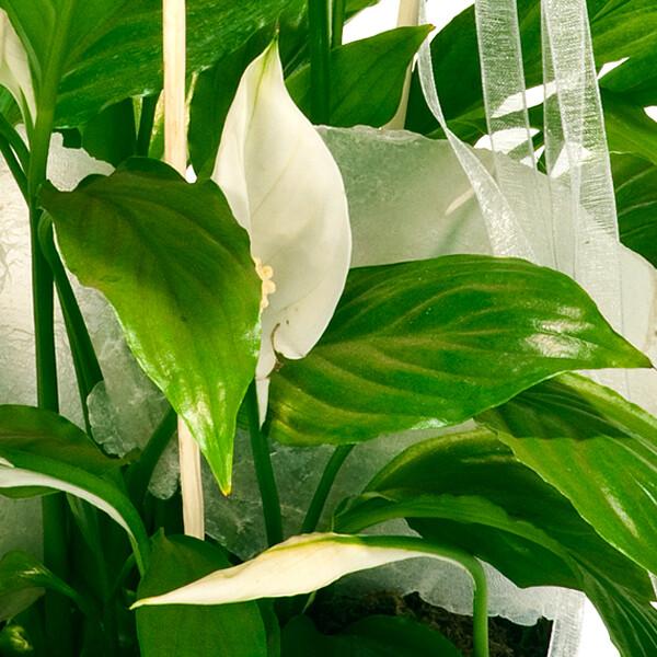 floraprima Große Friedenslilie Riesige Ersparnisse
