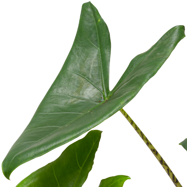 floraprima Pfeilblatt (Alocasia Zeberina) VIP-Rabatte