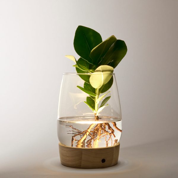 floraprima Waterplant Clusia mit LED-Licht Tiefpreis