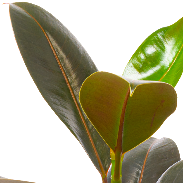 floraprima Gummibaum (Ficus Elastica Robusta) Super Sparpreis