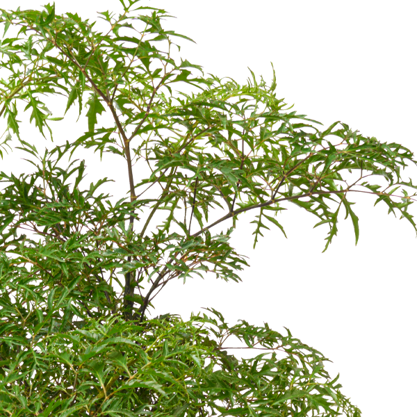floraprima Aralia Kostenlose Rückgabe