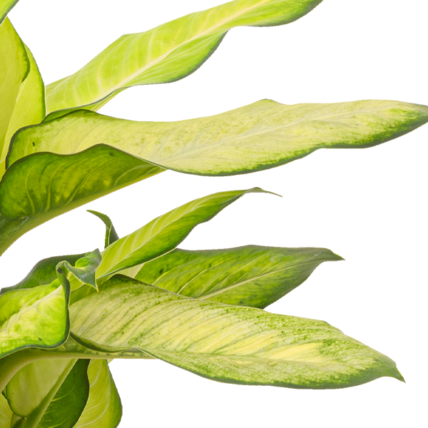 floraprima Dieffenbachia Summer Style Begrenzte Freigabe