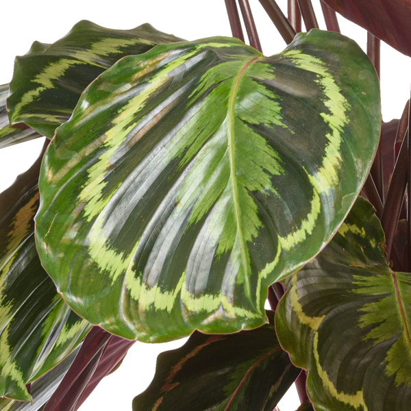 floraprima Calathea Medallion