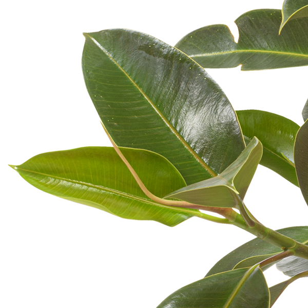 floraprima Gummibaum (Ficus Elastica) Neueste Stile