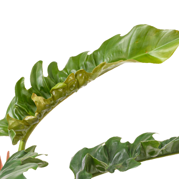 floraprima Philodendron Narrow